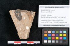 Foto (Objekt + Etikett) von Sequoia hardtii Endl. (NHMW-GEO-2024-0188-8238)
